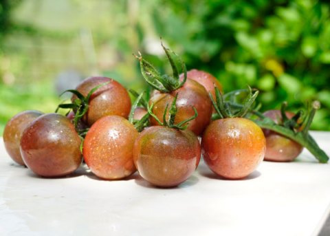 Kirschtomate 'Black Cherry' (Saatgut) 