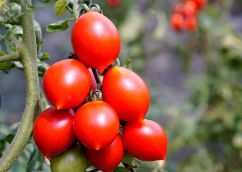 Tomate 'Piennolo' (Saatgut) 