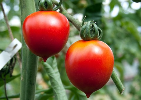 Salattomate 'Principe Borghese' (Saatgut) 