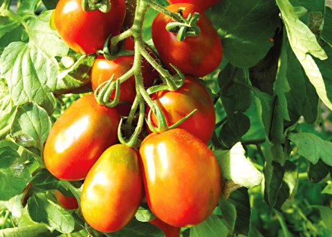 Römische Tomate (Saatgut) 
