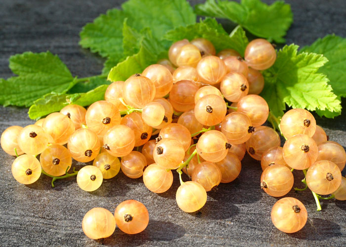 Weiße Johannisbeere 'Weiße Versailler' (Ribes rubrum) - Gärtnerei Gartenrot