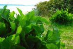 Meerrettich Pflanze – Bild 3