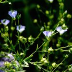 Lein Samen – Bild 2
