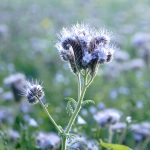 Phacelia, Bienenfreund Samen