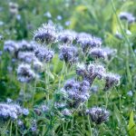Phacelia, Bienenfreund Samen – Bild 2