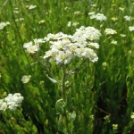 Muskatkraut Pflanze – Bild 2