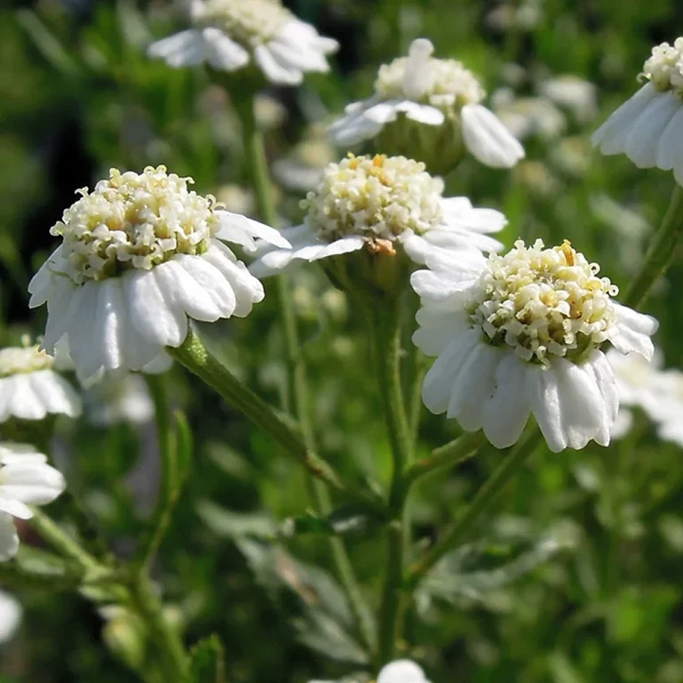 Muskatkraut Blüte