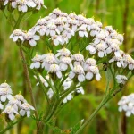 Schafgarbe Blüten