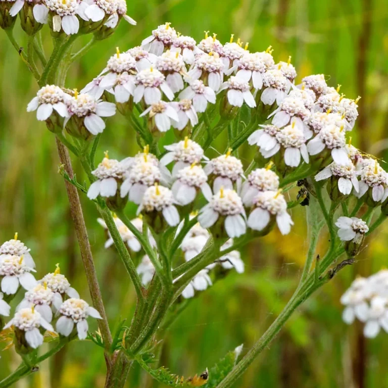 Schafgarbe Blüten