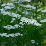 Schafgarbe Blüte