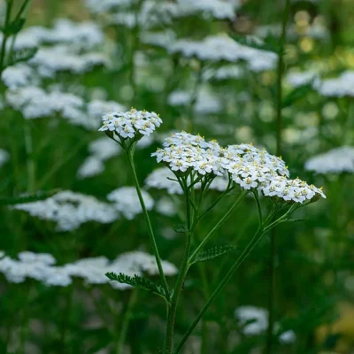Schafgarbe Blüte