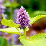 Agastache 'Golden Jubilee' Pflanze