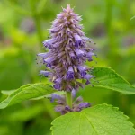 Agastache 'Golden Jubilee' Pflanze – Bild 2