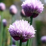 Schnittlauch Blüten