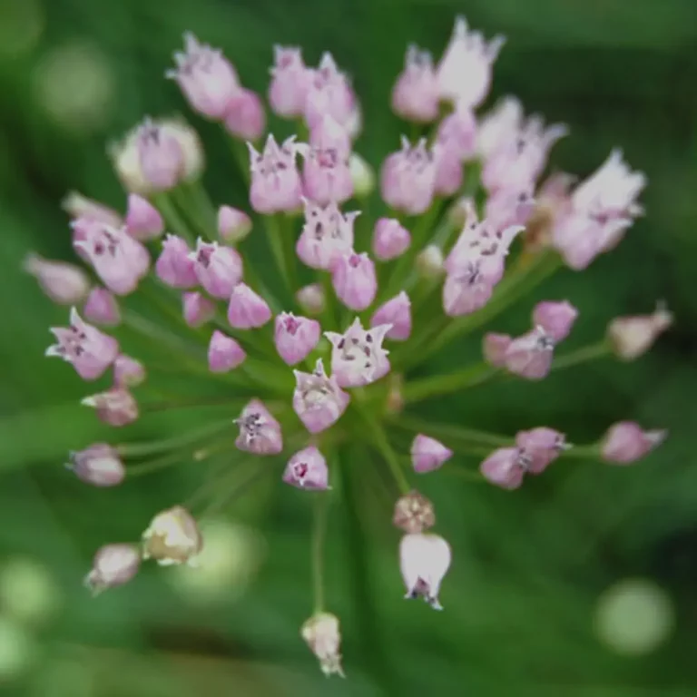Kantenlauch Blüte