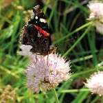Berglauch Blüte