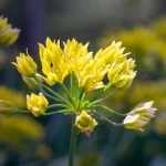 Goldlauch Blüte