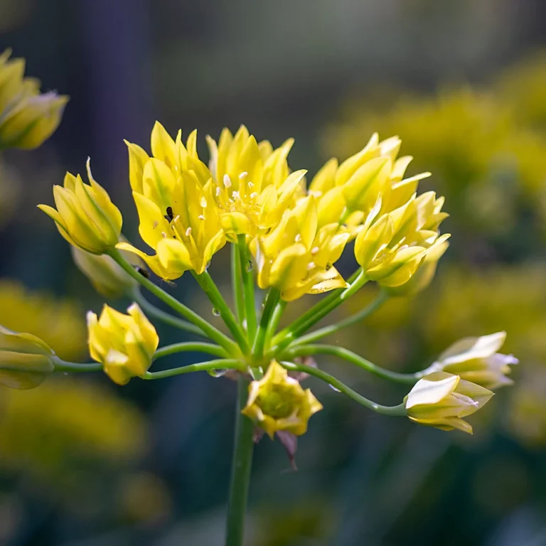 Goldlauch Blüte
