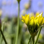 Goldlauch (Pflanze) – Bild 2