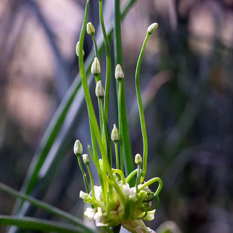 Etagenzwiebel Blüten