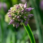 Ausdauernder Lauch Blüte