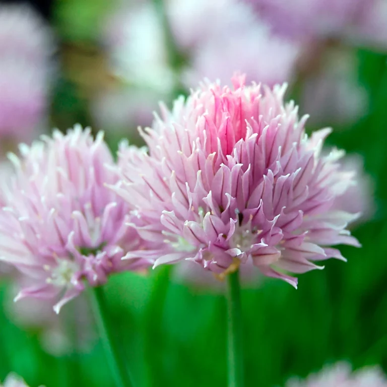 Schnittlauch Profusion Blüte