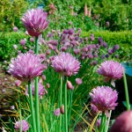 Schnittlauch 'Profusion' Pflanze – Bild 2