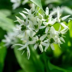 Bärlauch Pflanze – Bild 4