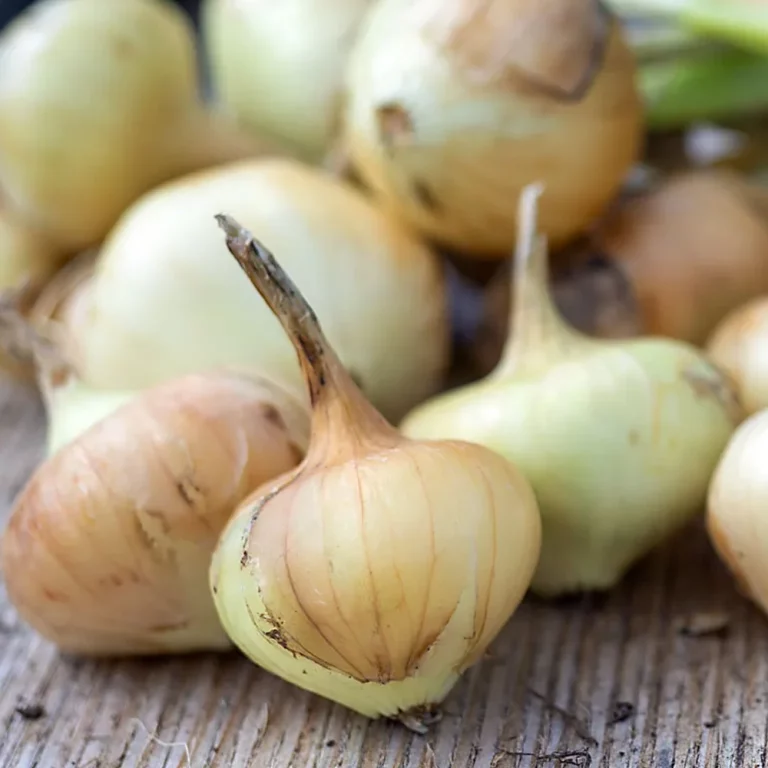Zwiebel Borettana