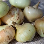 Zwiebel 'Borettana' Samen – Bild 2
