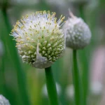 Altai-Lauch Blüte