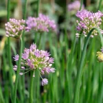 Kanadischer Wildlauch Pflanze – Bild 2