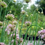 Kanadischer Wildlauch Pflanze – Bild 3