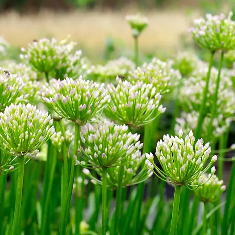 Zwiebellauch Blüten