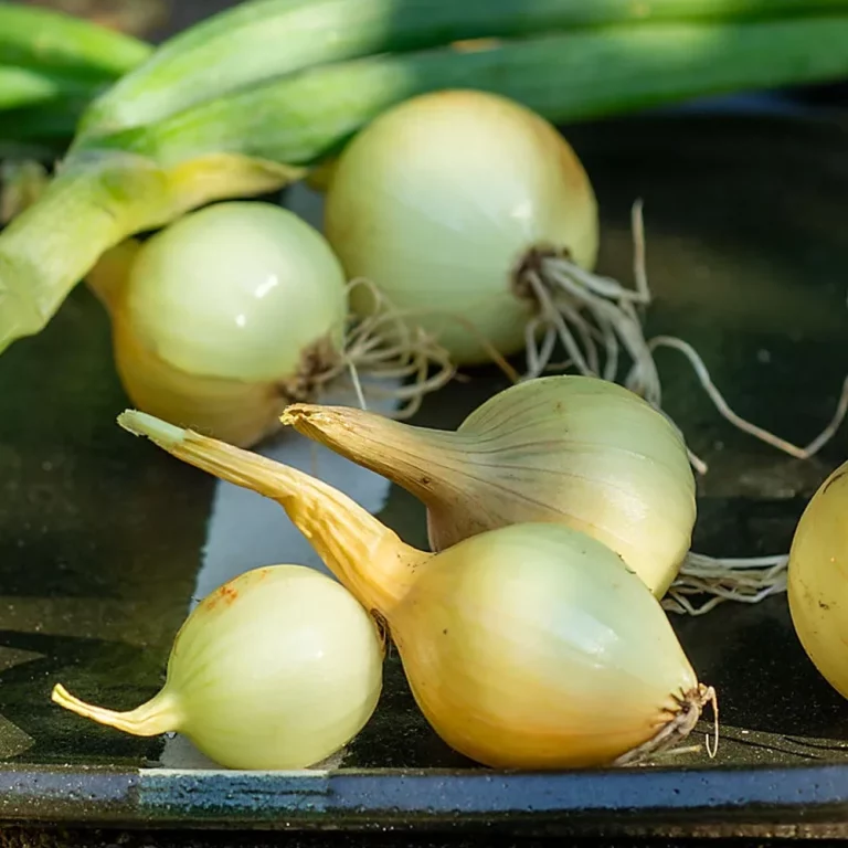 Zwiebel Zittauer Gelbe