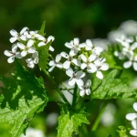 Knoblauchsrauke Samen – Bild 4