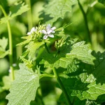 Knoblauchsrauke Samen – Bild 2