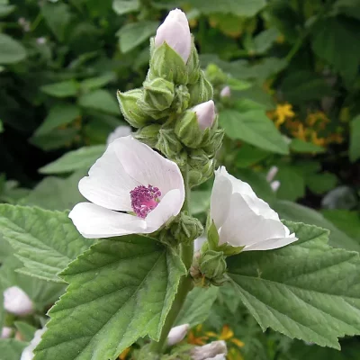 Echter Eibisch Blüte
