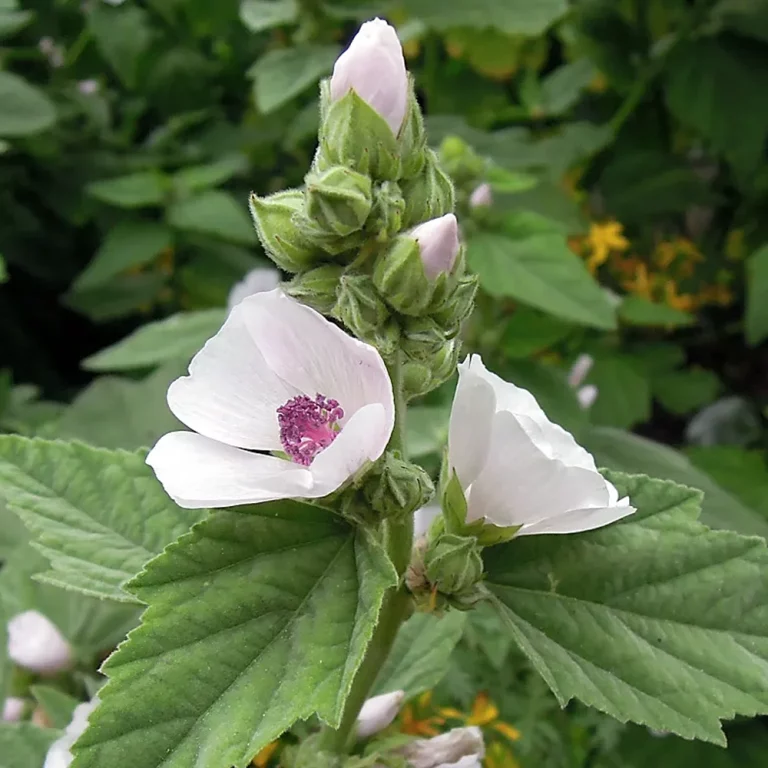 Echter Eibisch Blüte