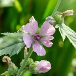 Rosa Eibisch Pflanze – Bild 2