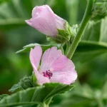 Rosa Eibisch Blüte