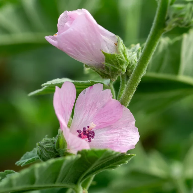 Rosa Eibisch Blüte