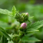Rosa Eibisch Pflanze – Bild 3