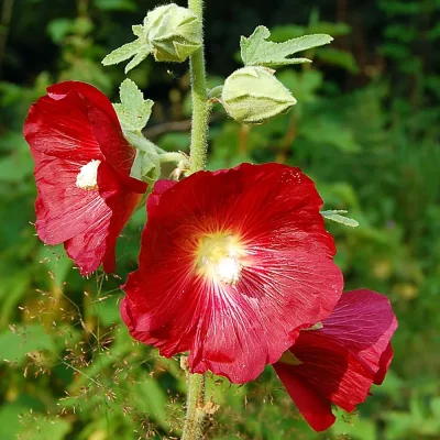Stockrose