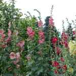 Stockrose Mischung Samen – Bild 2