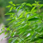 Zitronenverbene Pflanze - Verveine – Bild 6