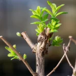 Zitronenverbene Pflanze - Verveine – Bild 4