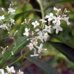 Zitronenverbene Pflanze - Verveine – Bild 3