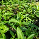 Minzverbene Pflanze – Bild 2