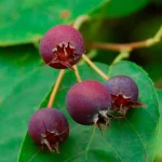 Europäische Felsenbirne Früchte
